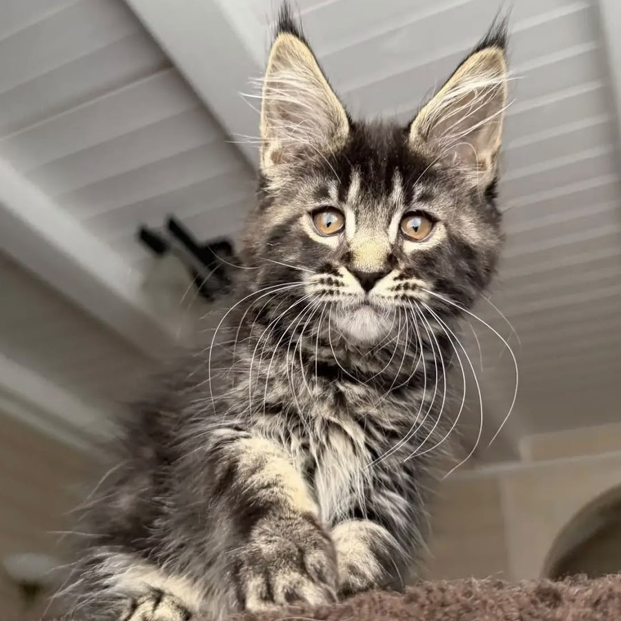 Chipper Maine Coon female, black tabby