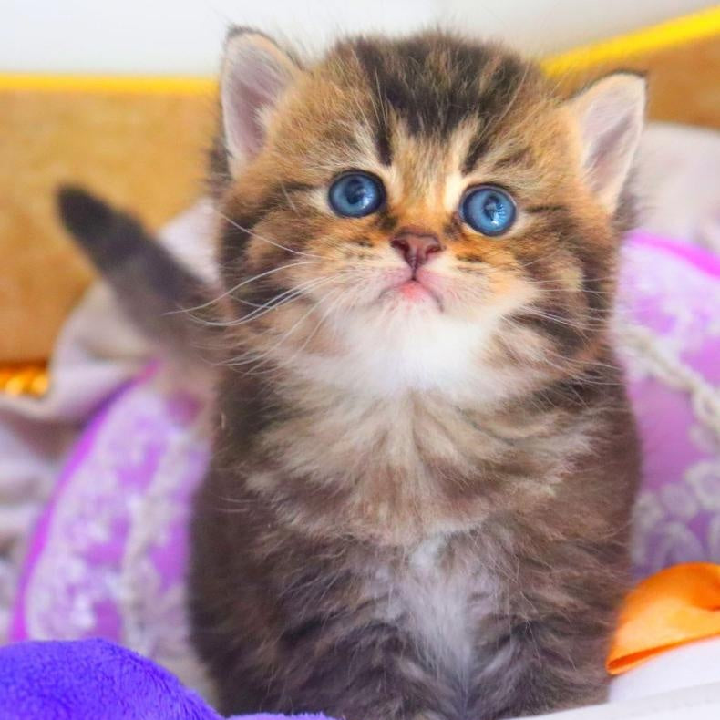 Nestor British Shorthair male, black ticked tabby