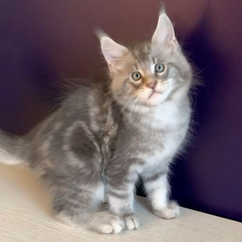 Rembrant Maine Coon male, blue silver tabby