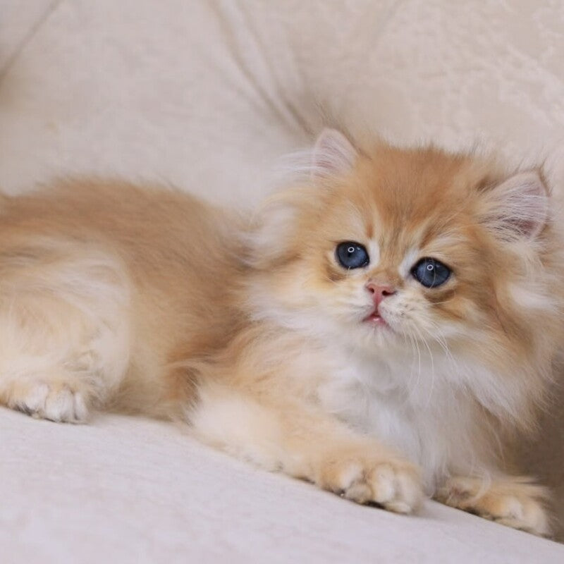 Quantum British Longhair male, black golden chinchilla