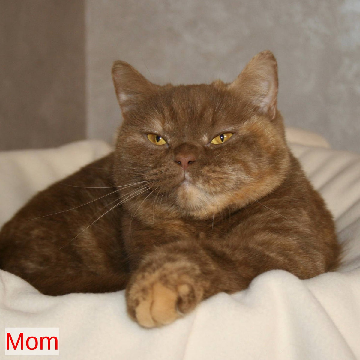 Myata British Shorthair female, cinnamon tortie pointed