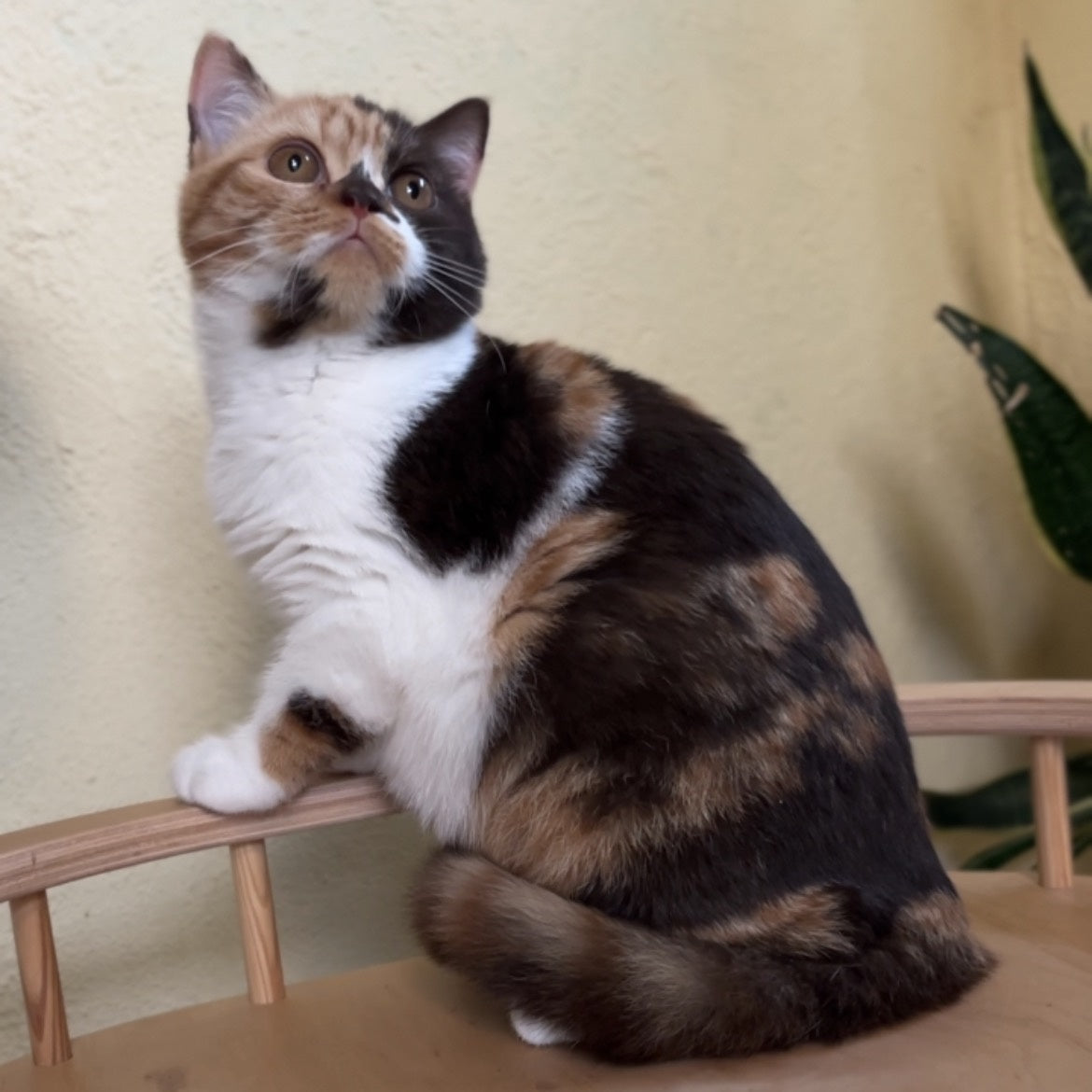 Dream British Shorthair female, chocolate tortie bicolour