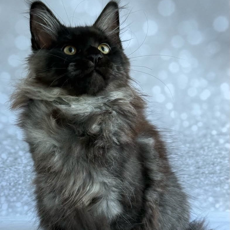 Xaria Maine Coon female, black silver