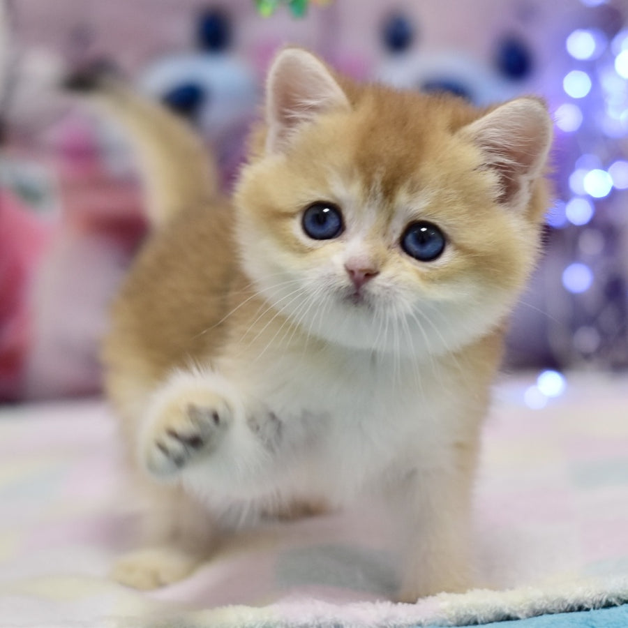 Eclair British Shorthair male, black golden shaded