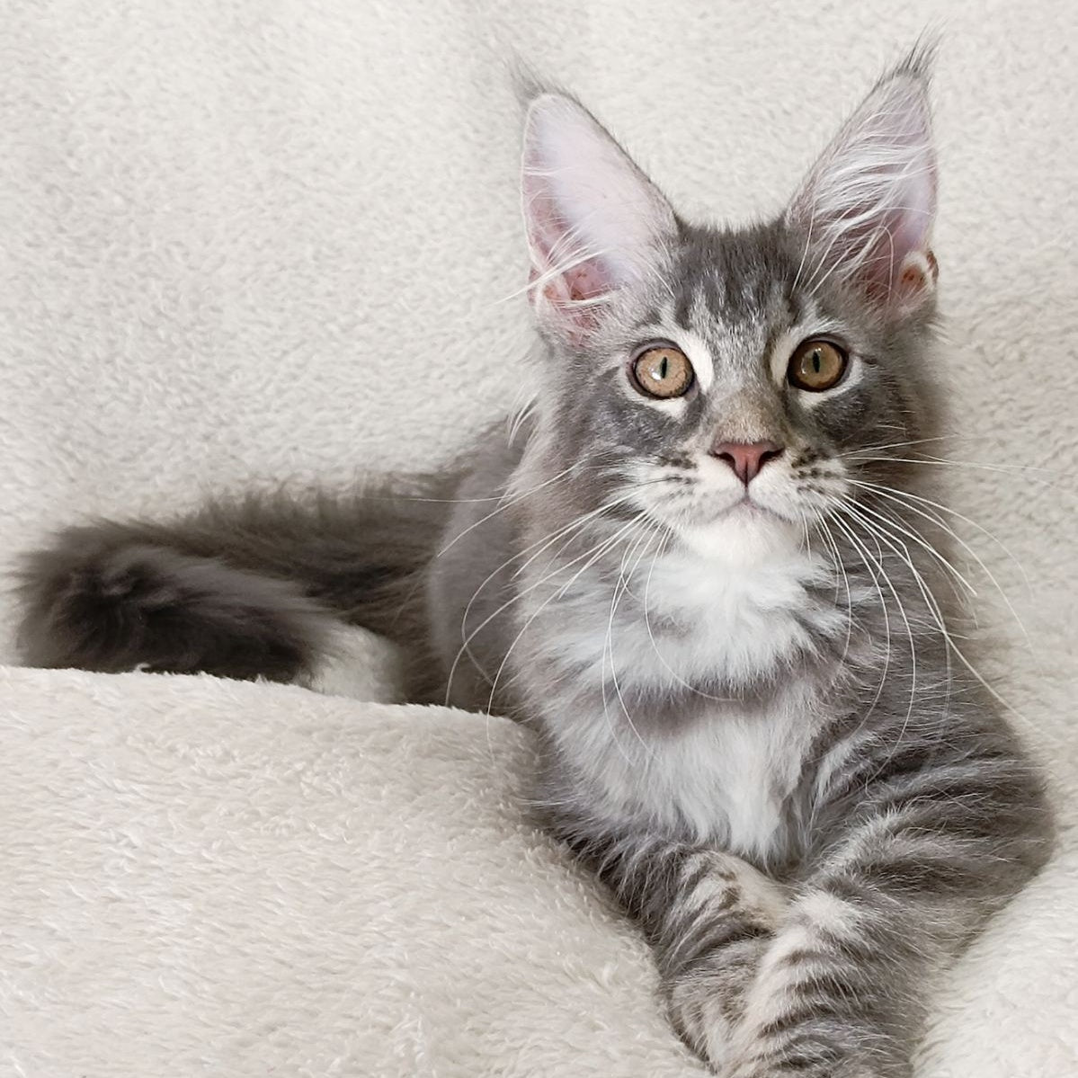 Quartz Beauty Maine Coon female, blue tabby