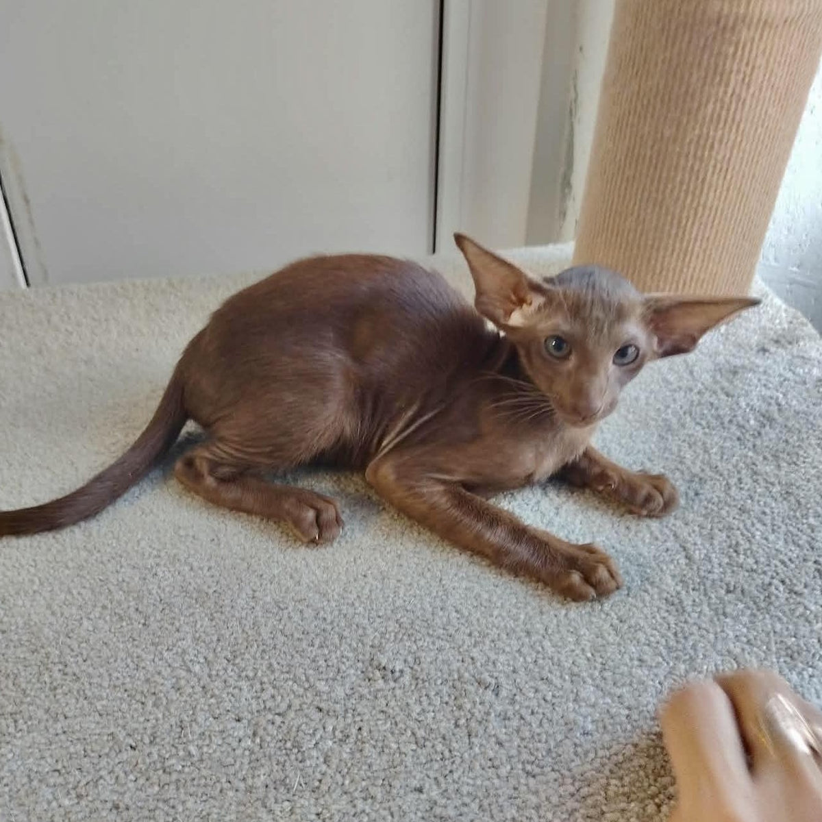 Ayla Oriental Shorthair female, chocolate