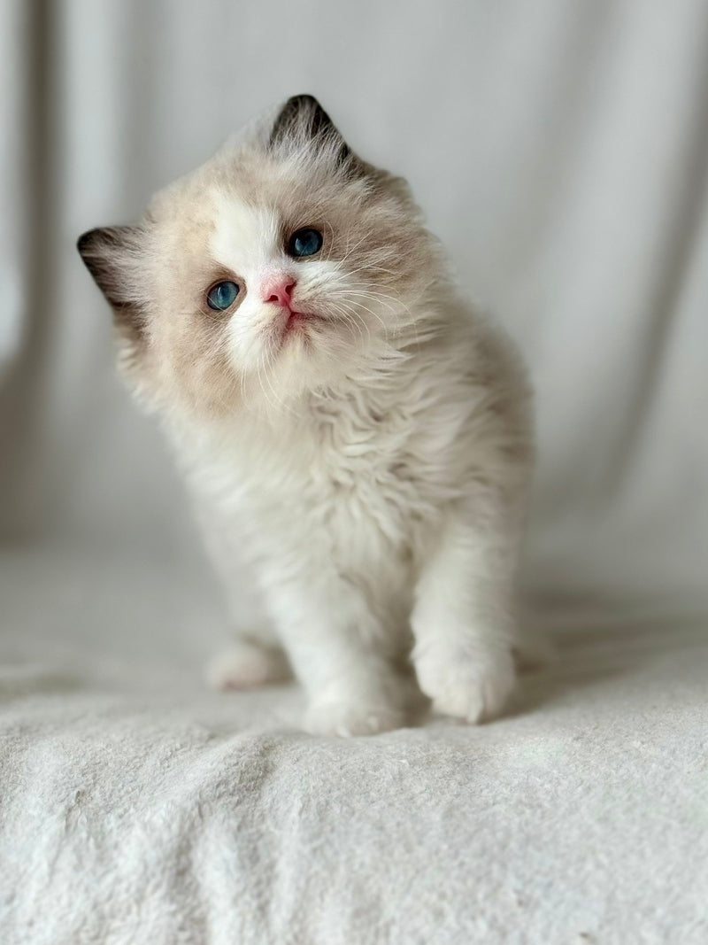 Yulik Ragdoll male black bicolour - live animals