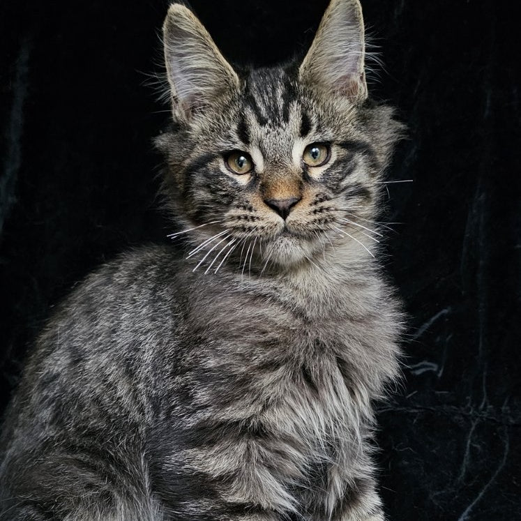 Shtorm Maine Coon male, black silver spotted tabby