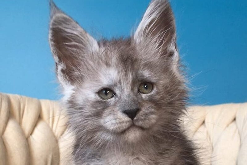 Yaron Maine Coon male black silver - live animals