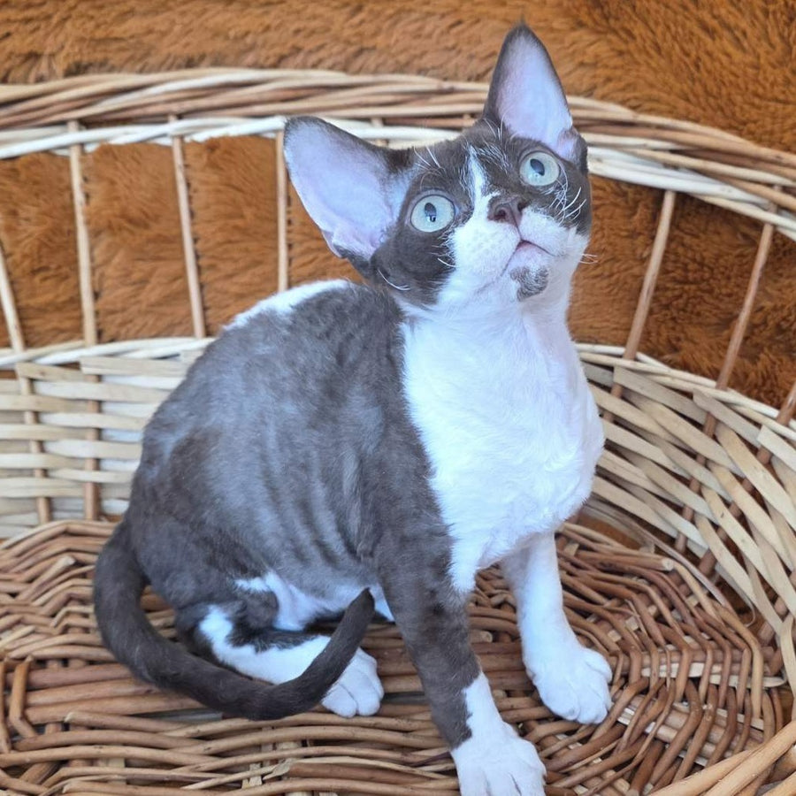 Uylis Devon Rex male, chocolate bicolour