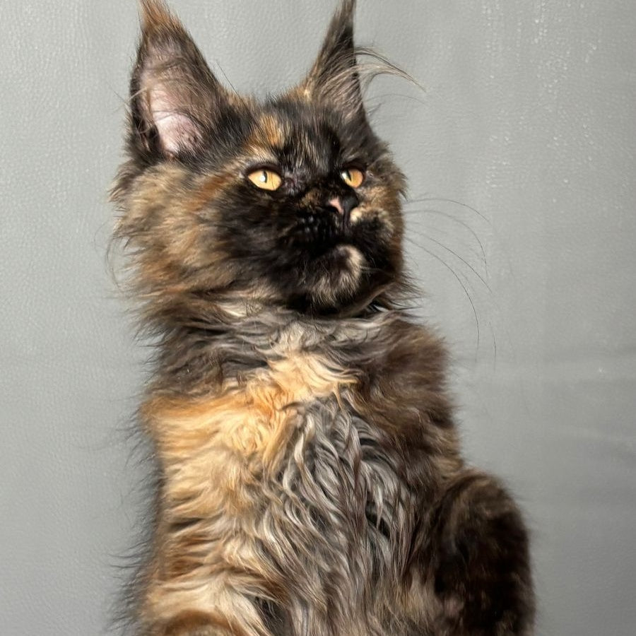 Infinity Maine Coon female, black tortie