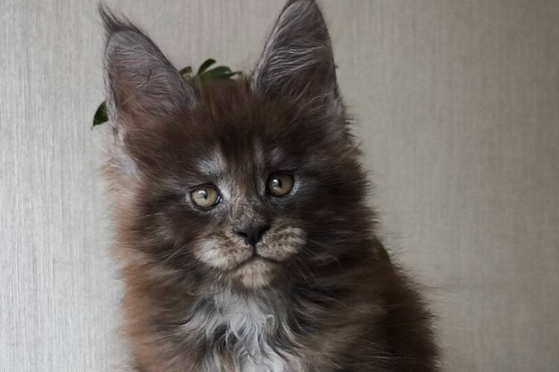 Emir Maine Coon male, black silver