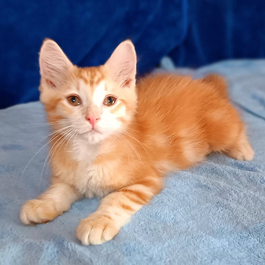 Еlvis Siberian male, red tabby