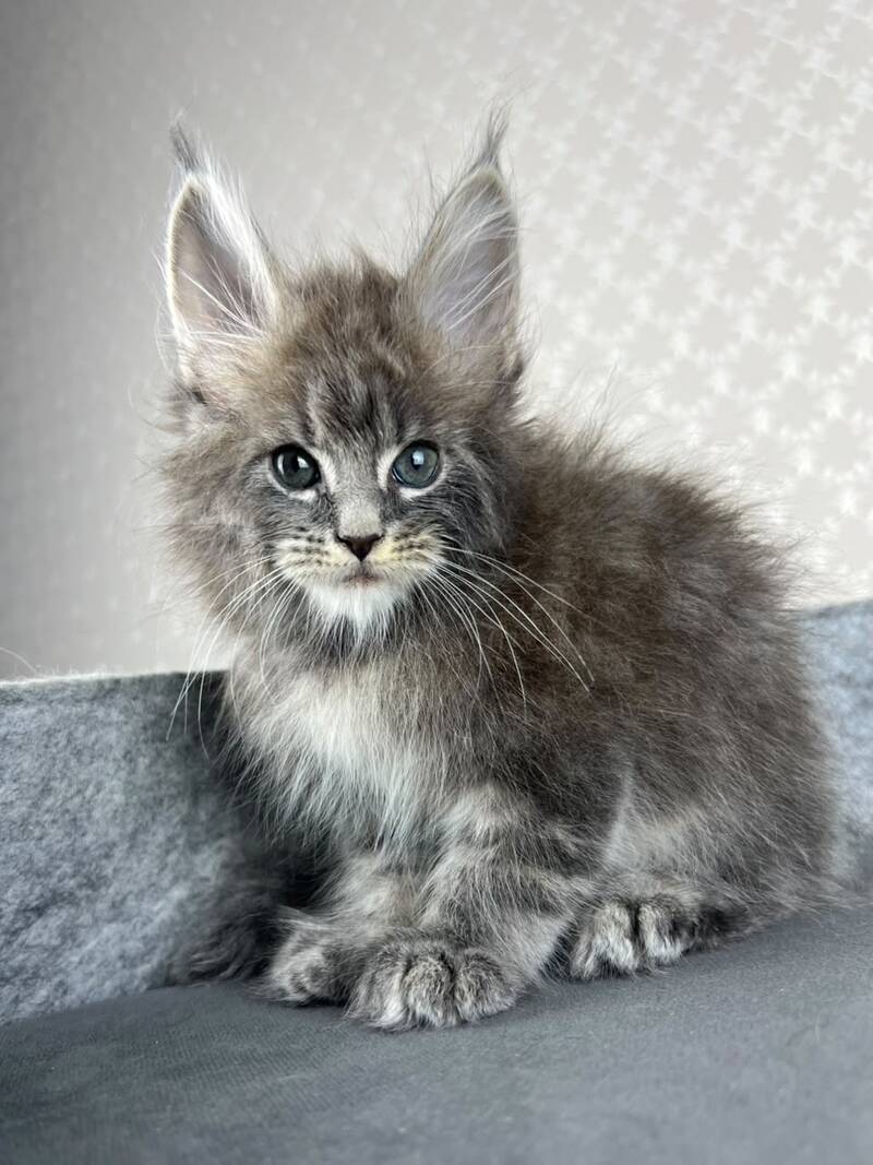 Pop Star Maine Coon male, blue tabby
