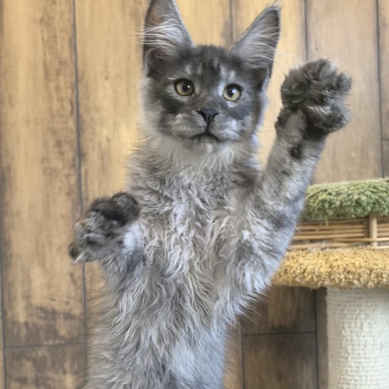 Walter Maine Coon male, black silver