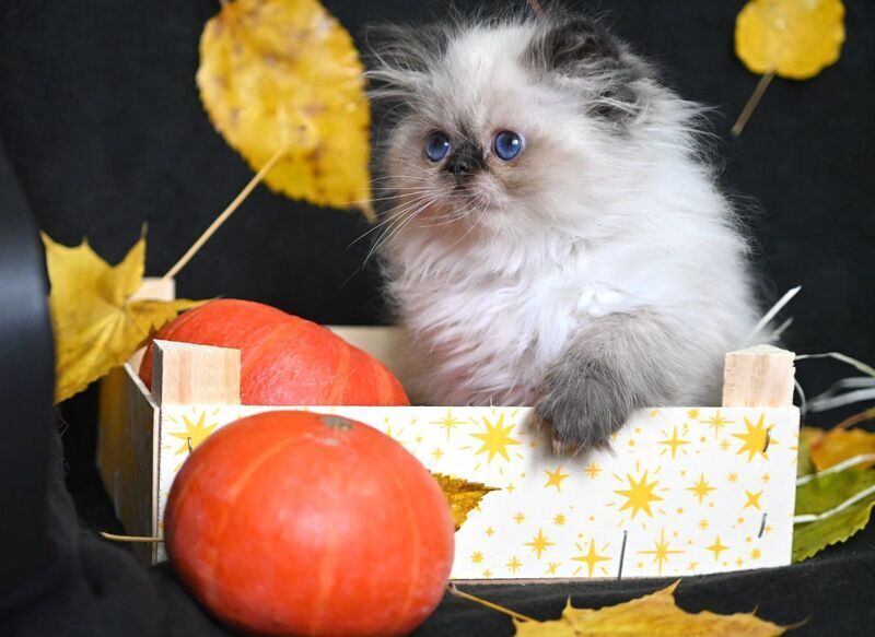 Noris Persian male, black pointed