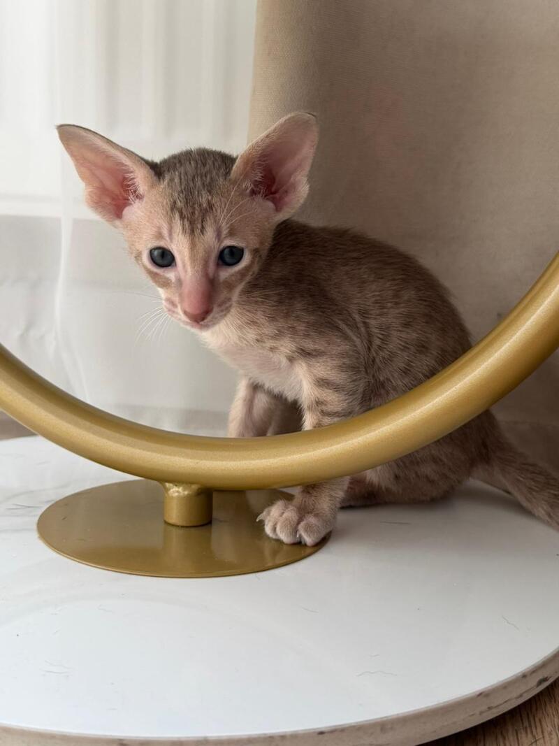 Axel Oriental Shorthair male lilac spotted tabby - live animals