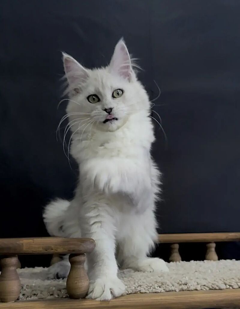 Eva Maine Coon female black silver shaded - live animals