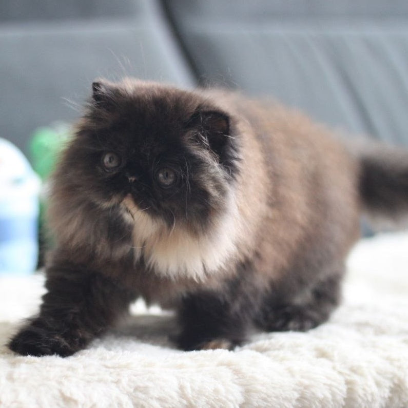 Citadel Persian female, black tortie