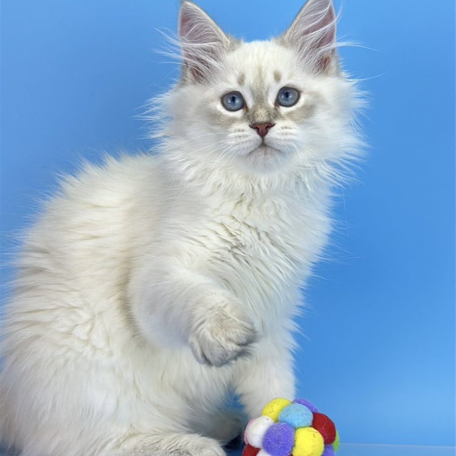 Xander Siberian male, blue tabby pointed