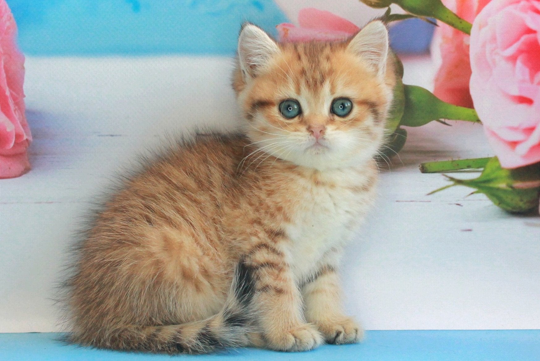 Mishka British Shorthair male, black golden spotted tabby