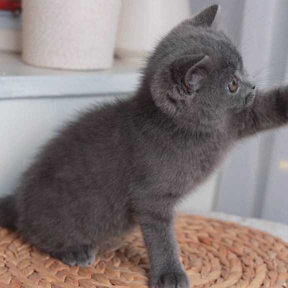Alan British Shorthair male, blue