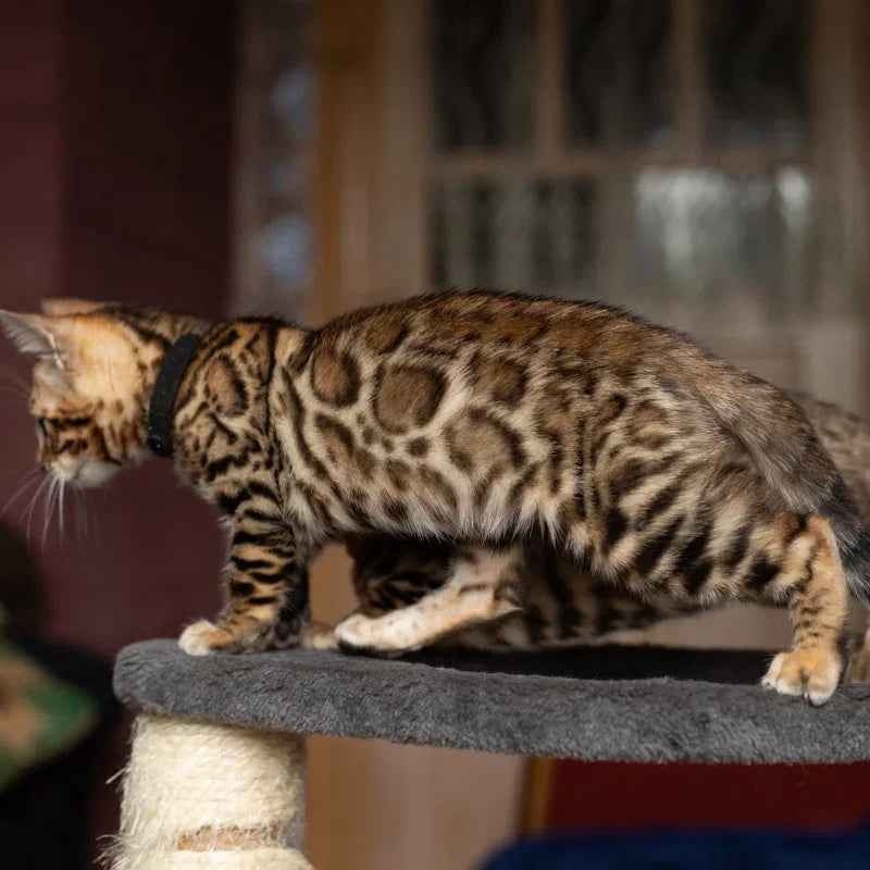 Willli Bengal male, black spotted tabby