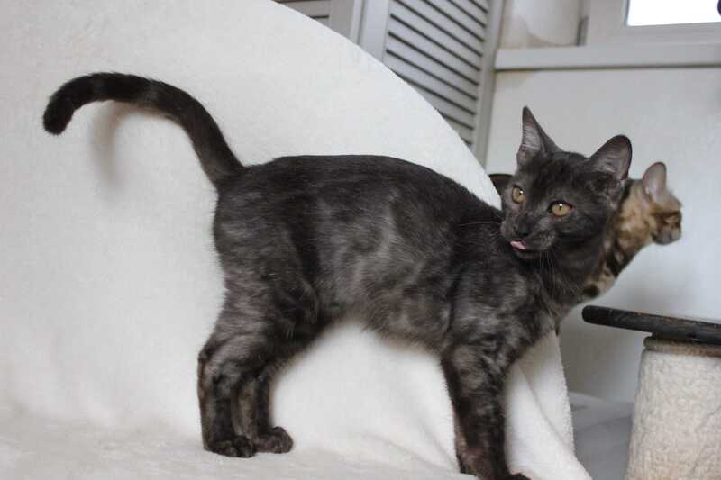 Ponti Bengal male, black silver