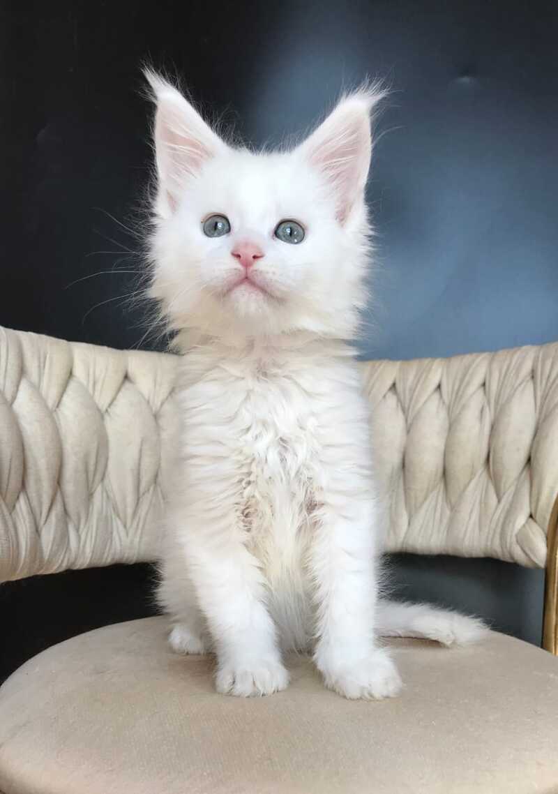 Xanti Maine Coon male, white