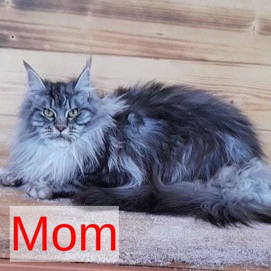 Cosmo Maine Coon male, black silver