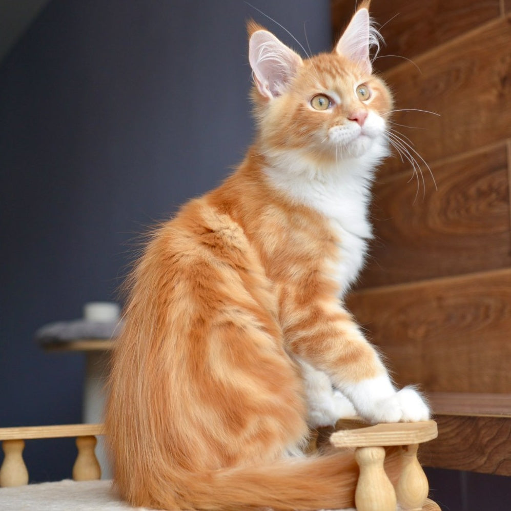 Xotil Maine Coon male, red with white tabby