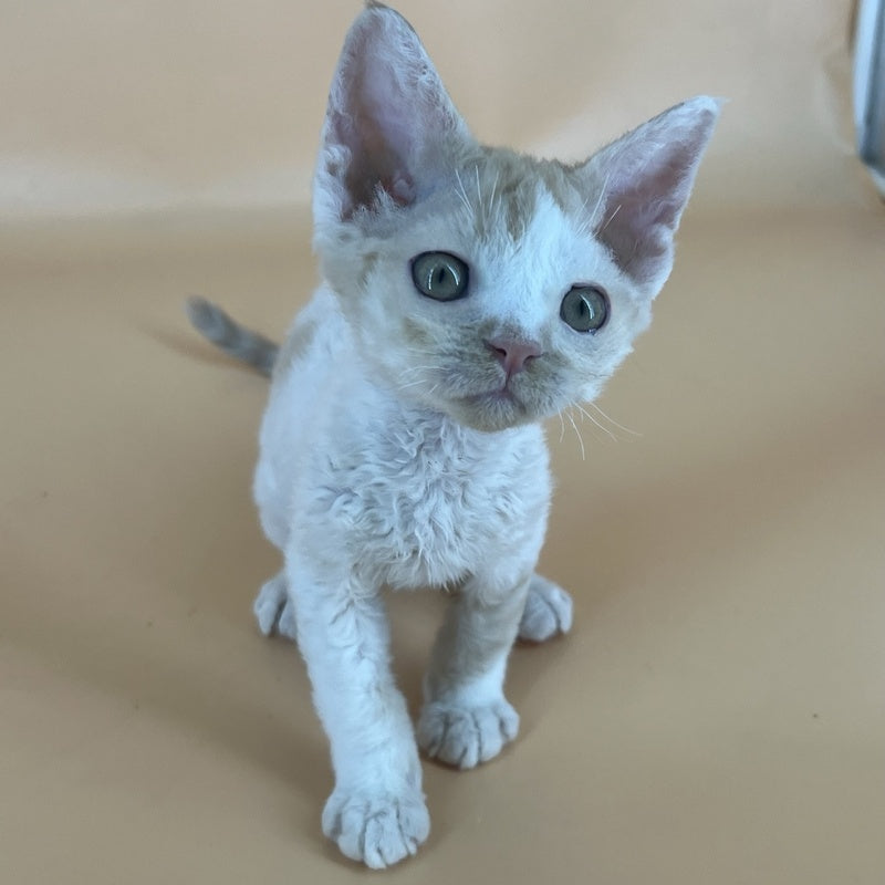 Alex Devon Rex male, red harlequin