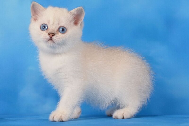 Olesya Scottish Straight female, black silver shaded pointed