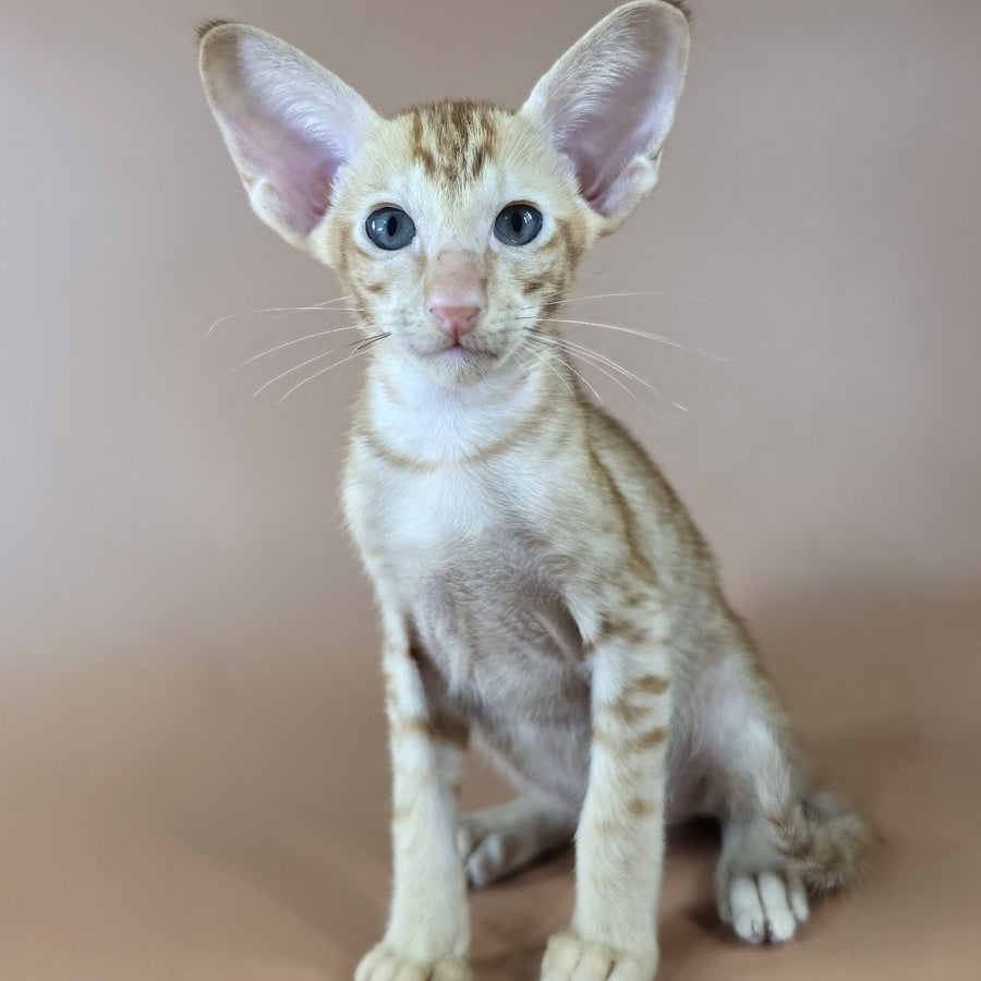 Jafar Oriental Shorthair male, red