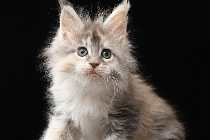 Naicie Maine Coon female, blue tortie silver tabby bicolour