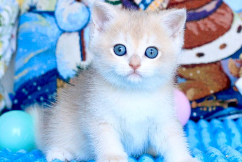 Vivi British Shorthair female, blue golden chinchilla