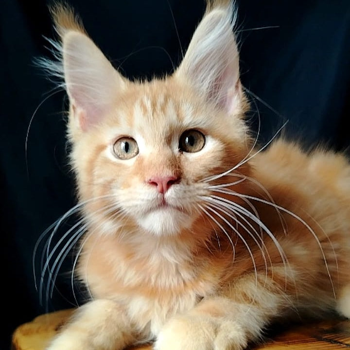 Asol Maine Coon female, red