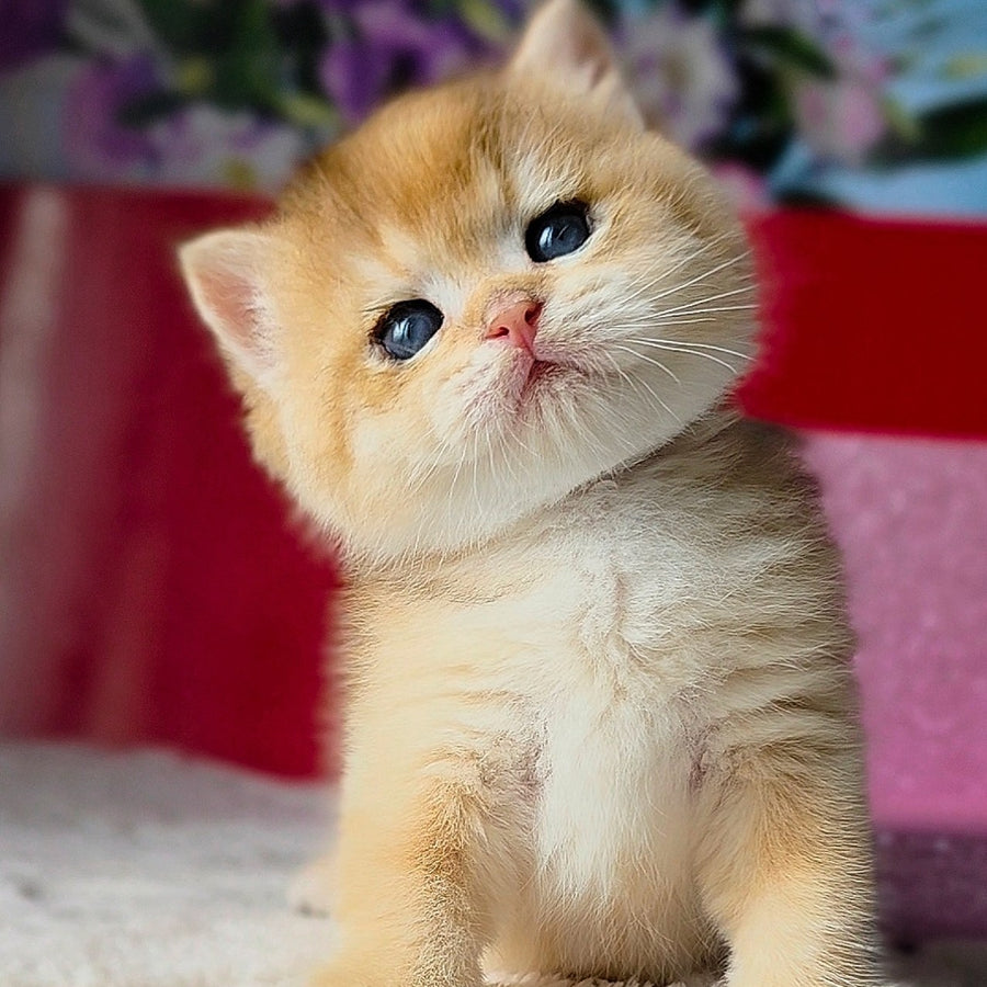 Simba British Shorthair male, black golden chinchilla