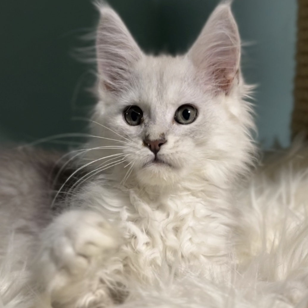 Gotham Maine Coon male, blue silver shaded