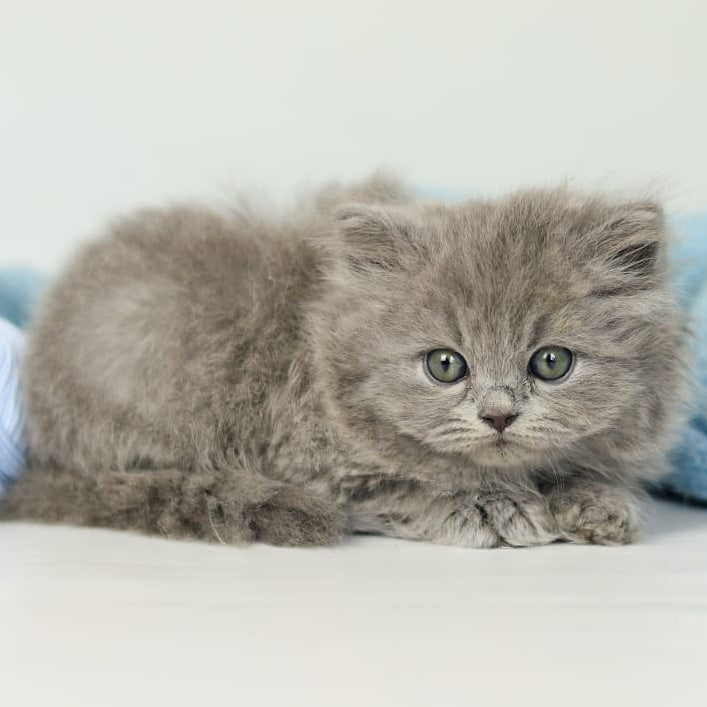 Pevana British Longhair female, blue