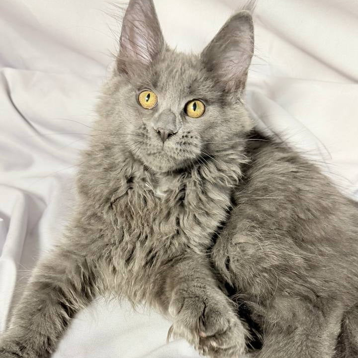 Fablette Maine Coon polydactyl 6x6x6x6 female, blue silver with white