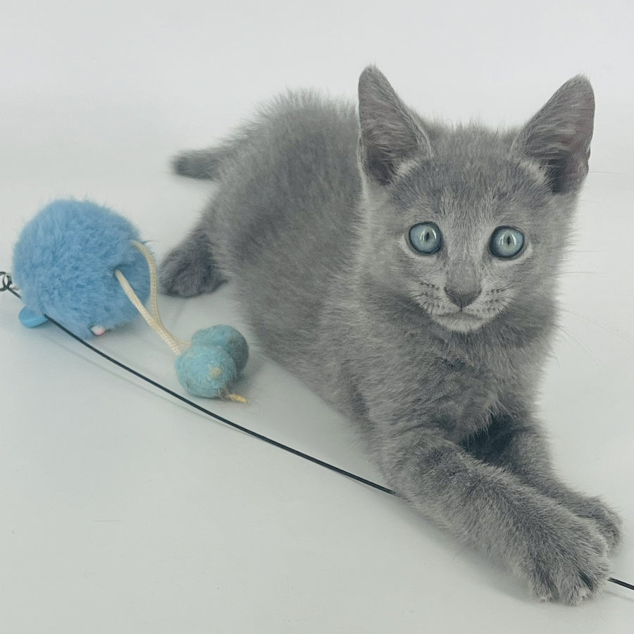 Aron Russian Blue male, blue
