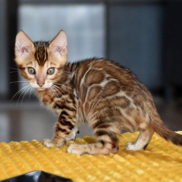 Perseus Bengal male, black spotted tabby