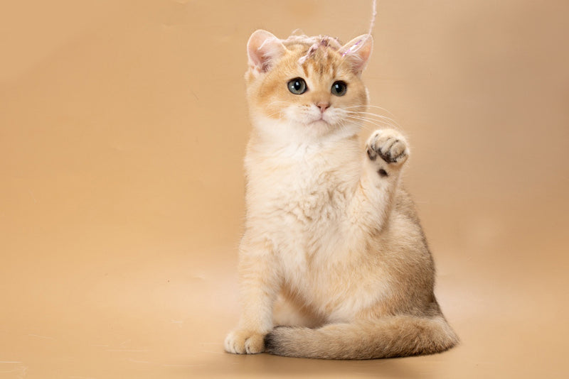 Simon British Shorthair male, black golden shaded