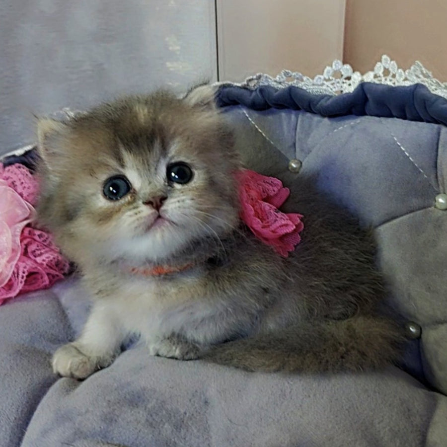 Tina British Longhair female, blue tortie