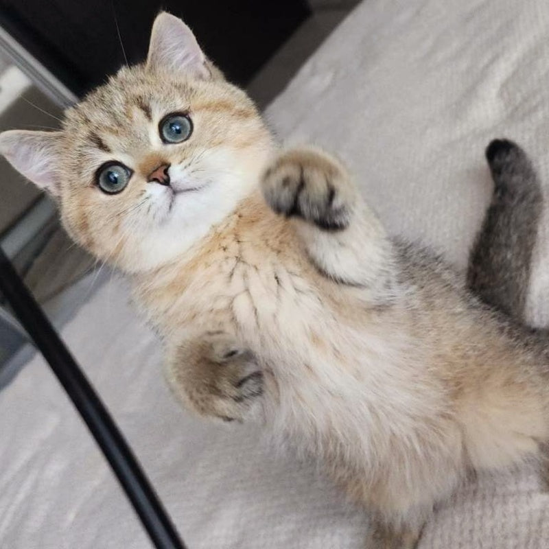 Kababis British Shorthair male, black golden ticked tabby