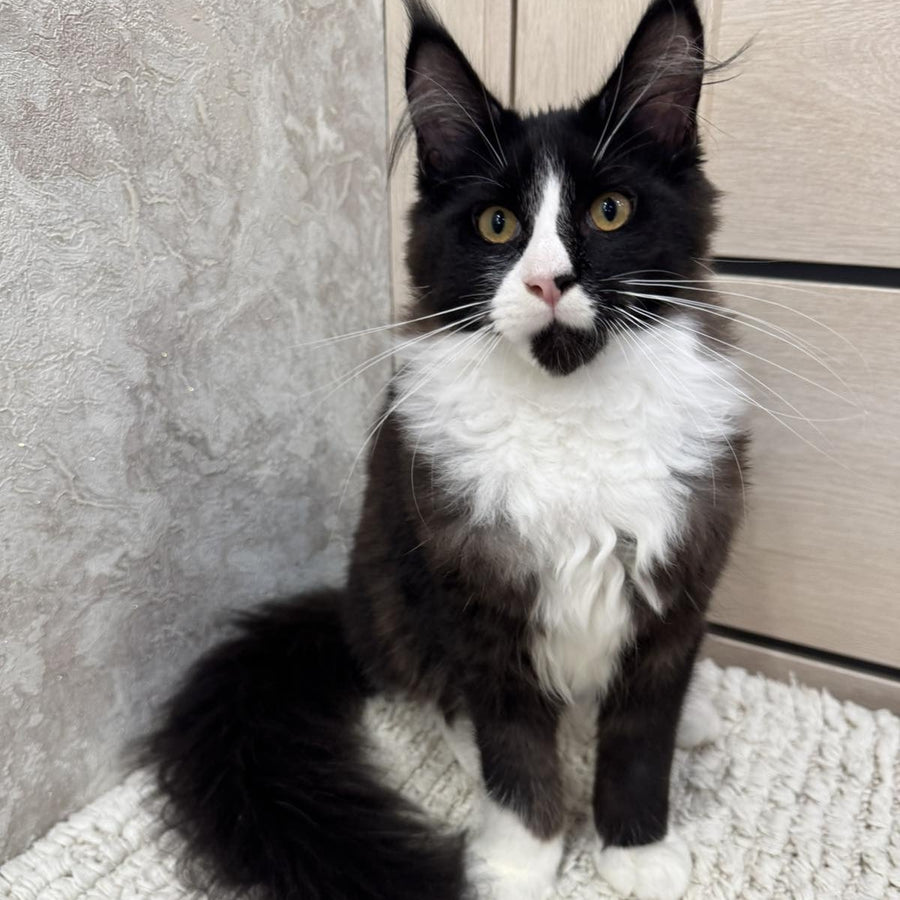 Sandra Maine Coon female, black silver bicolour