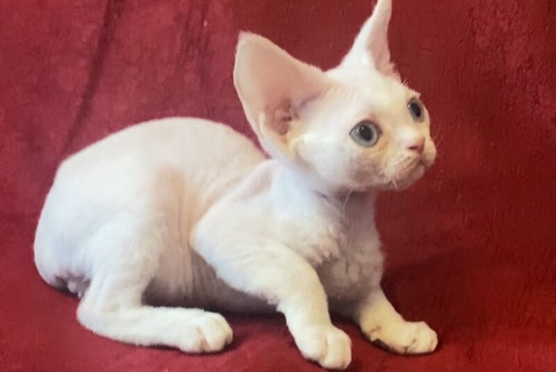 Zorro Devon Rex male, white