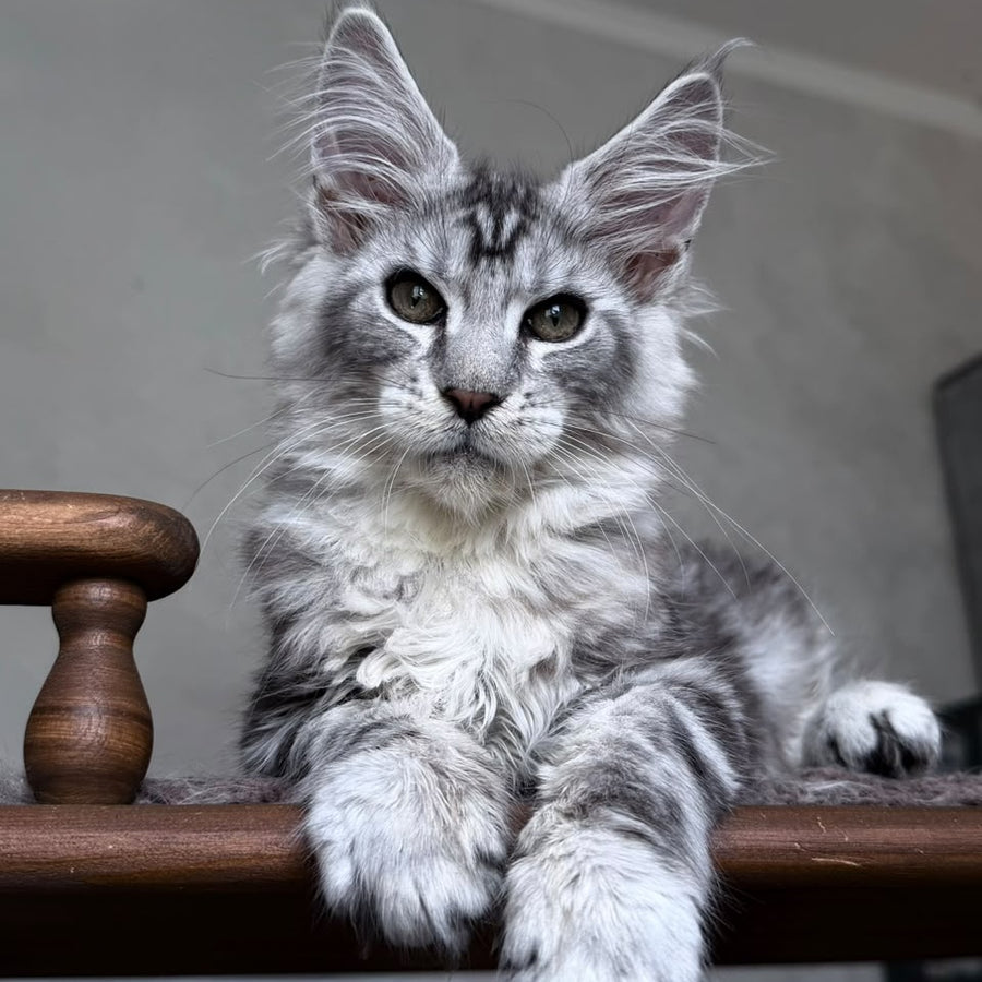 Atlant Maine Coon male, black silver tabby