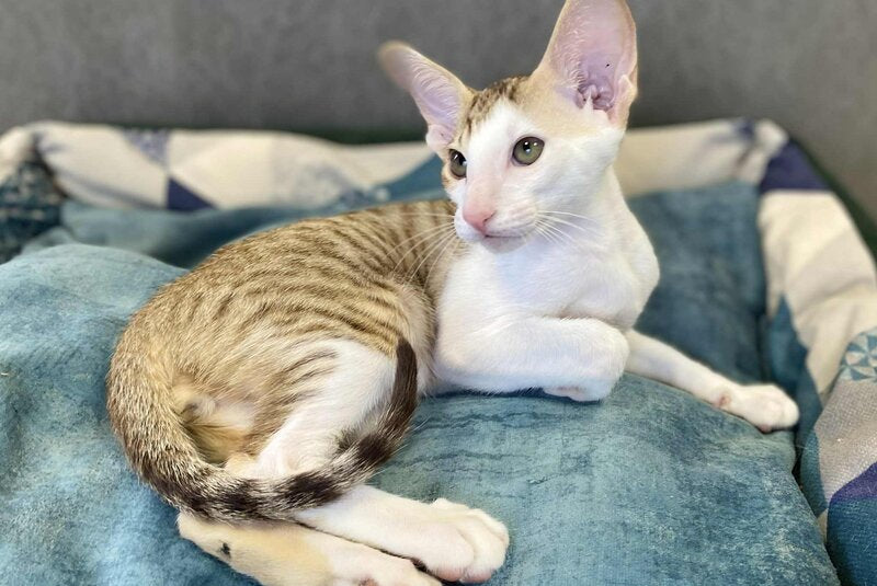 Zefir Oriental Shorthair male, chocolate spotted tabby bicolour